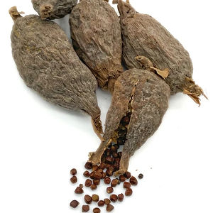 Alligator Pepper
