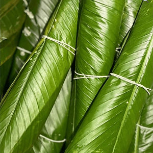 Moi Moi Leaves