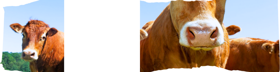 cows 1