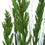 Thumbnail: Flowering Native Grass 120cm