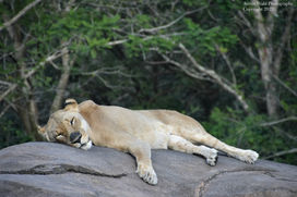 Lion, Disney's Animal Kingdom, FL