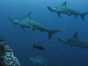 Why Diving Isla del Cocos (Cocos Island) Has Been on My Bucket List for Years