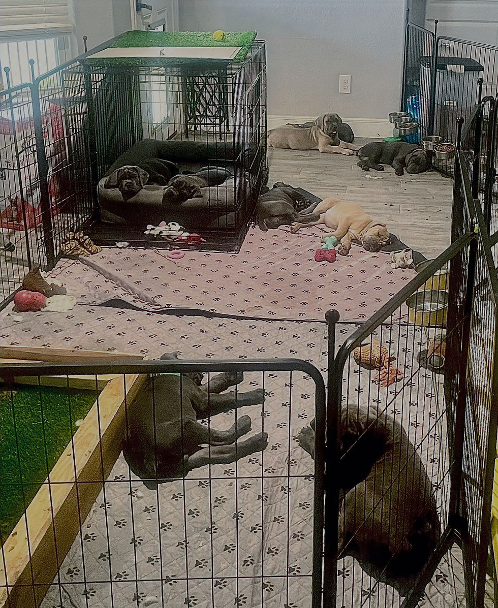 Puppies in their Den