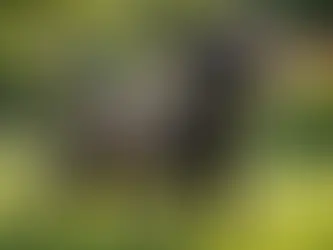 Uncovering the Unique Appeal of Cane Corsos as Companions