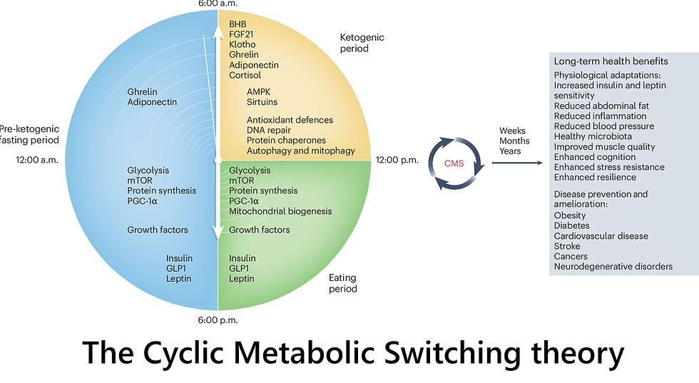 🔄 The Rhythm That Heals: How Cyclic Metabolic Switching Keeps Us Resilient