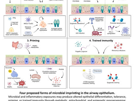 The Airway Remembers: How Microbial Exposure Can Build Resilience—or Lock the Lung into Disease