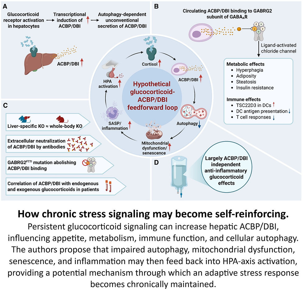 When Adaptation Fails to End: A New Direction in Aging Science