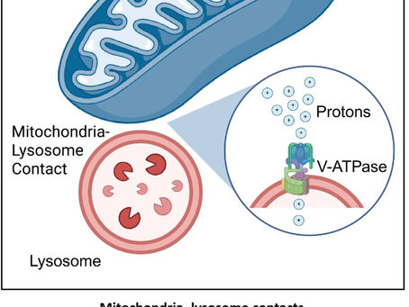 When the Cell’s Recycling Center Runs Out of Acid: Mitochondria, Lysosomes, and the Aging Problem of Impaired Autophagy