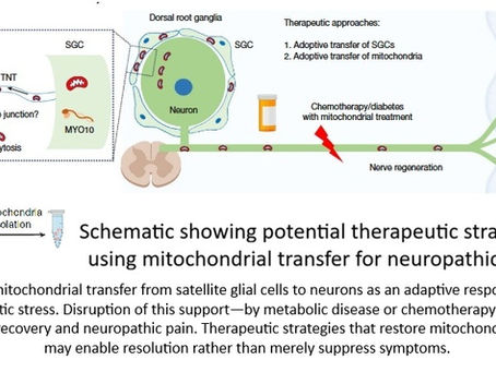 Why Stress Doesn’t Break Us—But Failed Recovery Does