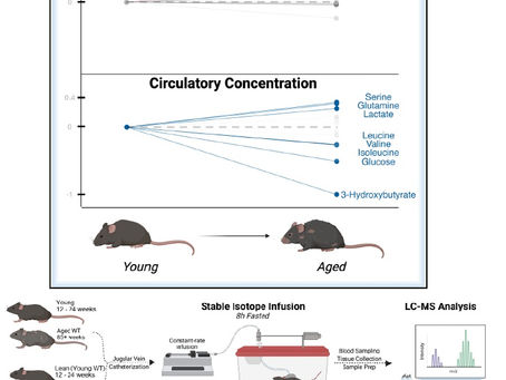 Aging Metabolism: When Energy Flow Slows but Never Stops