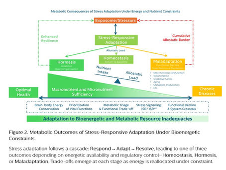 You’re Not Just Tired—You Might Be Energy Starved