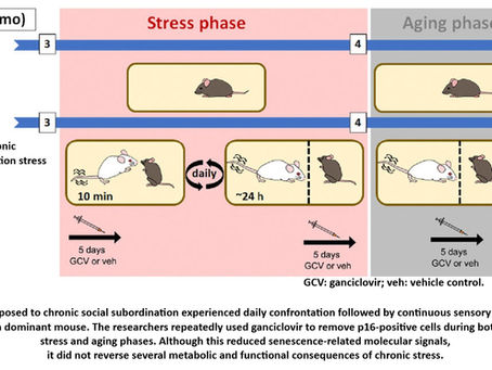 Clearing Senescent Cells Is Not the Same as Reversing Aging