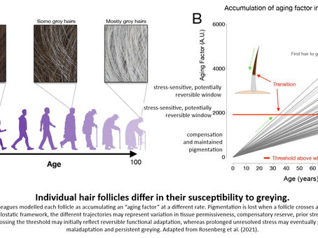 When Stress Turns Hair Grey—and Why It Can Sometimes Turn Back