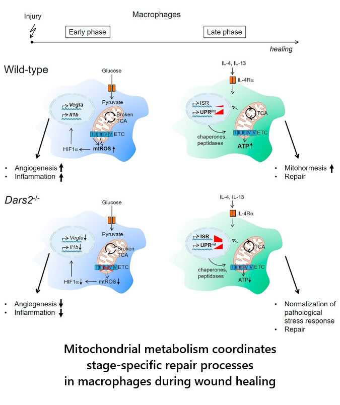 When Healing Stalls: Why Energy, Not Inflammation Alone, Determines Recovery