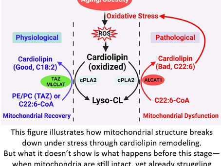 When Mitochondria Break vs When They Slow Down
