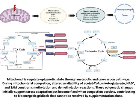 Why Methylation Problems Are So Common—and Why Supplements Often Aren’t Enough