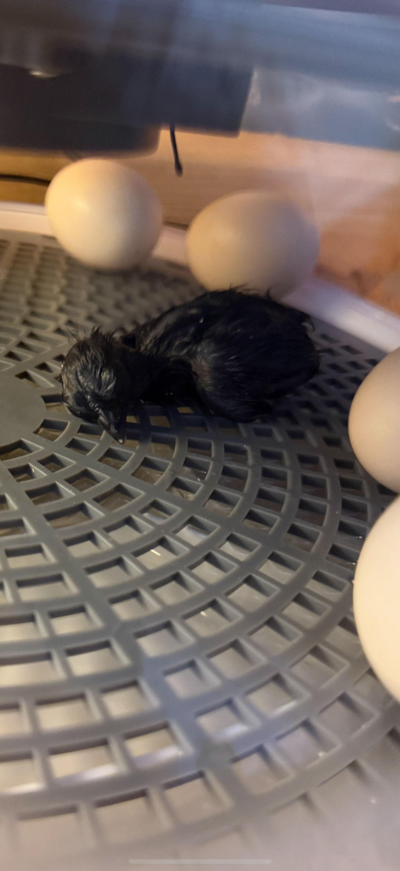 Ayam Cemani Hatching Eggs