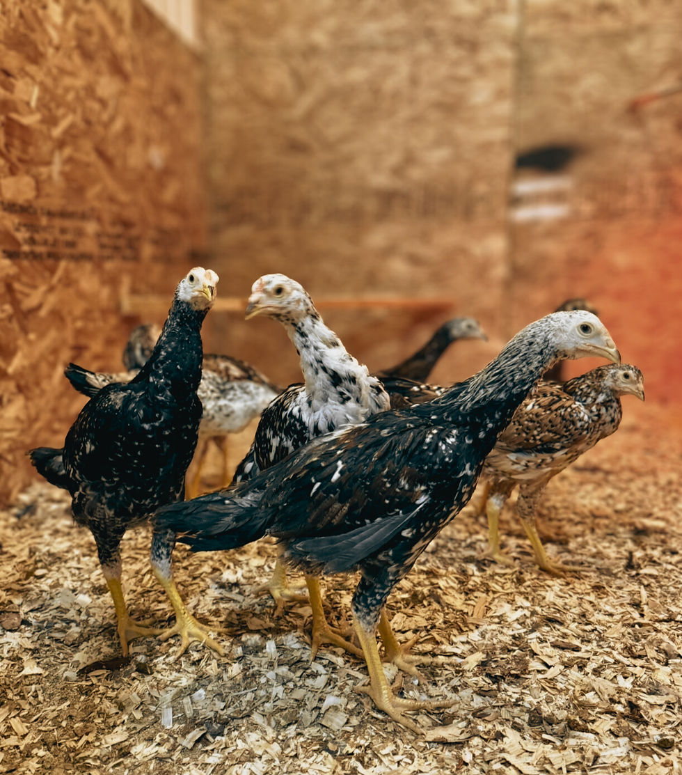 Thumbnail: Indio Gigante Chicks
