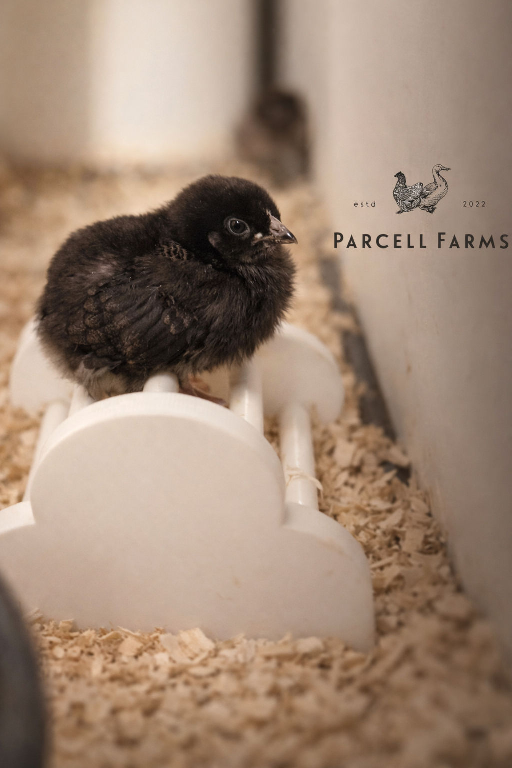 Chick Training Roost™ - Parcell Farms Originals