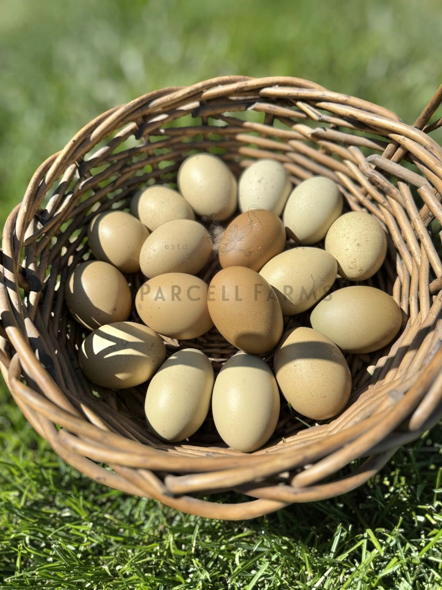 Moss Egger Hatching Eggs