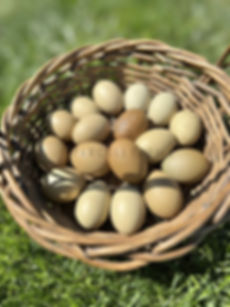 Moss Egger Hatching Eggs