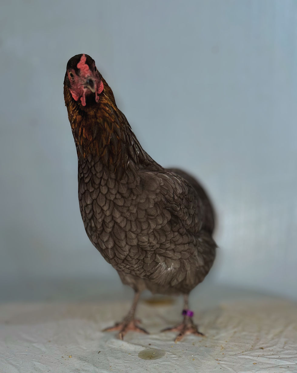 Thumbnail: Moss Egger Hatching Eggs