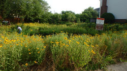 Summerton Way Pond After