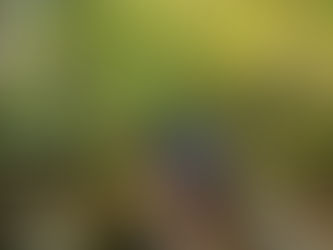 Skylight Pond Photo Journal