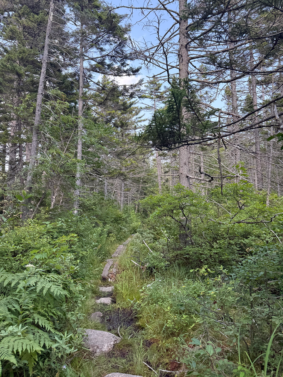 One of the boggier sections of Ethan Pond Trail