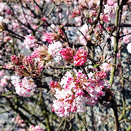 Mehr als nur Blumen – ein Kunstspaziergang