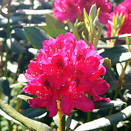 Wenn der Rhododendron in Altona blüht