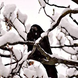 Die Natur braucht Pflege, diesen Samstag in Wandsbek