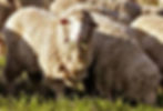 SHEEP  FLOCK.jpeg