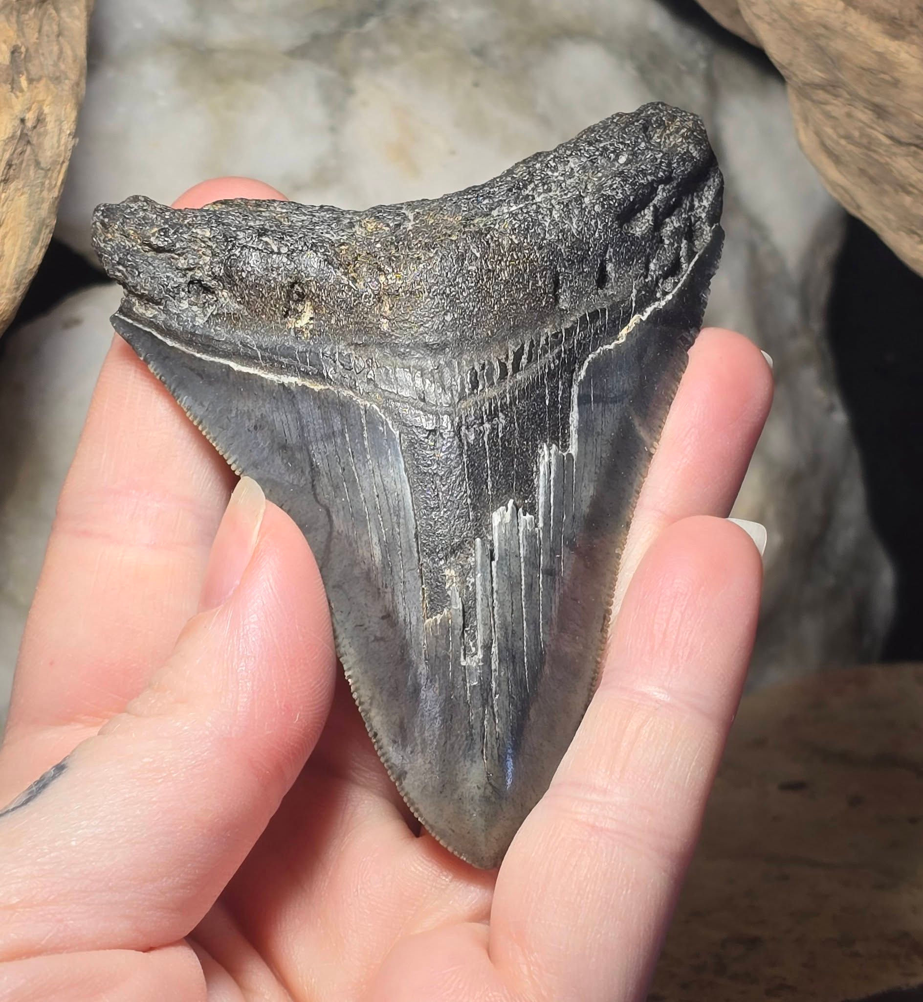 megalodon tooth hand held rear view