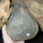 plesiosaur paddle bone hand held side view