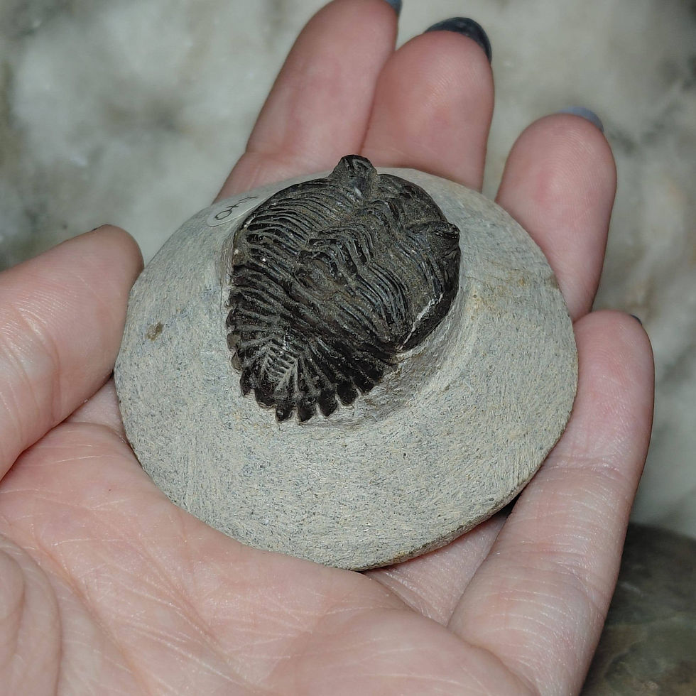 metacanthina trilobite top view hand held