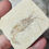 Thumbnail: fossil shrimp hand held front view