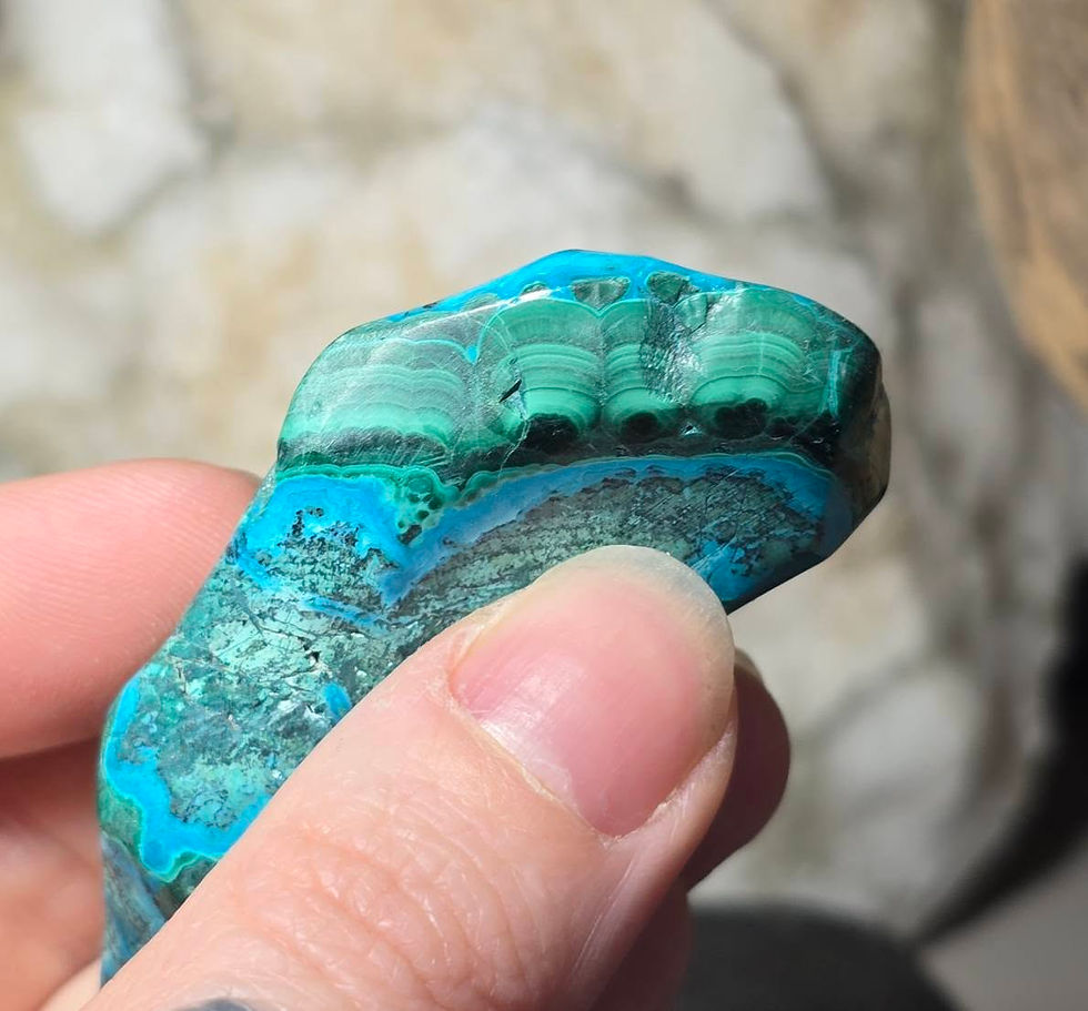 Thumbnail: malacholla hand held side view