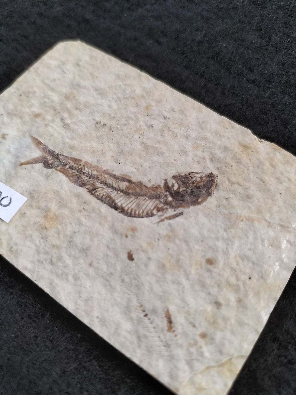 Thumbnail: Knightia Eocaena