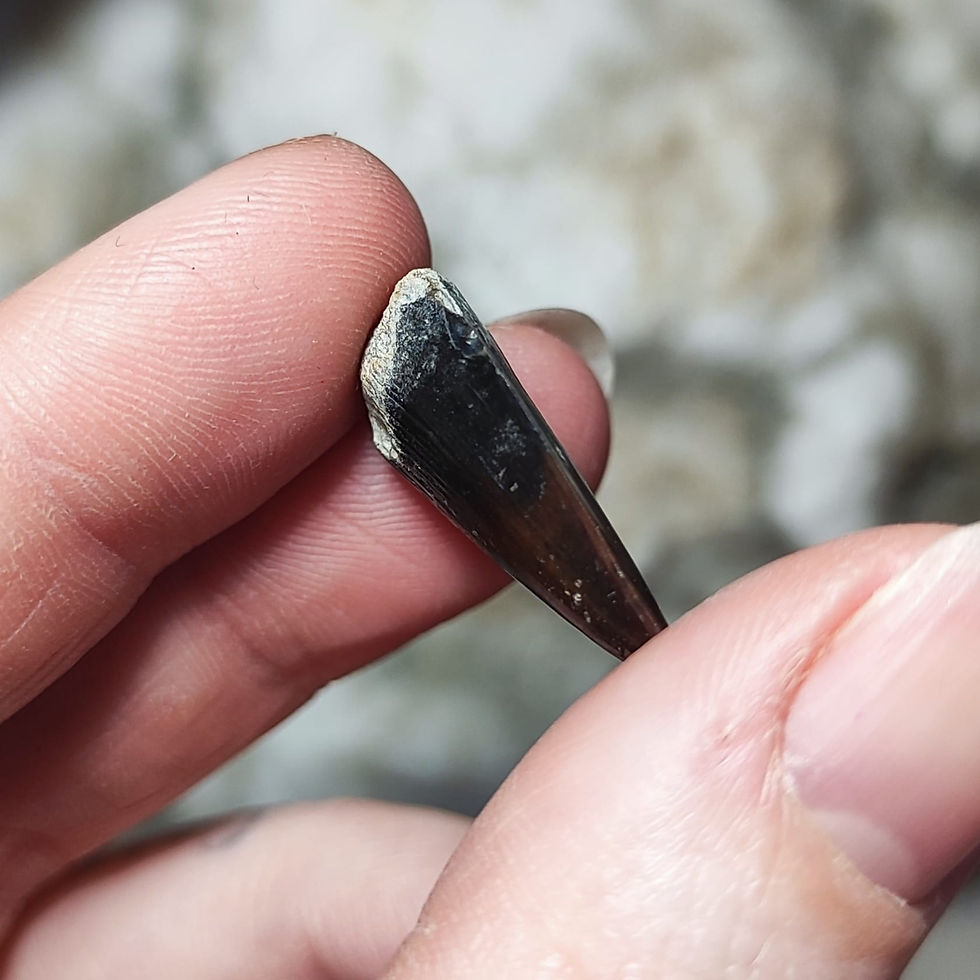 Thumbnail: barracuda tooth hand held