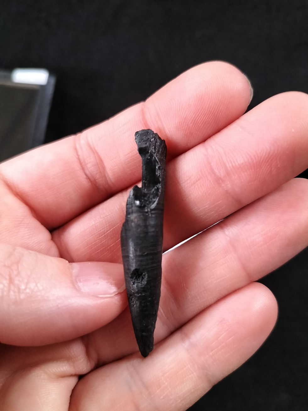Thumbnail: Whale tooth