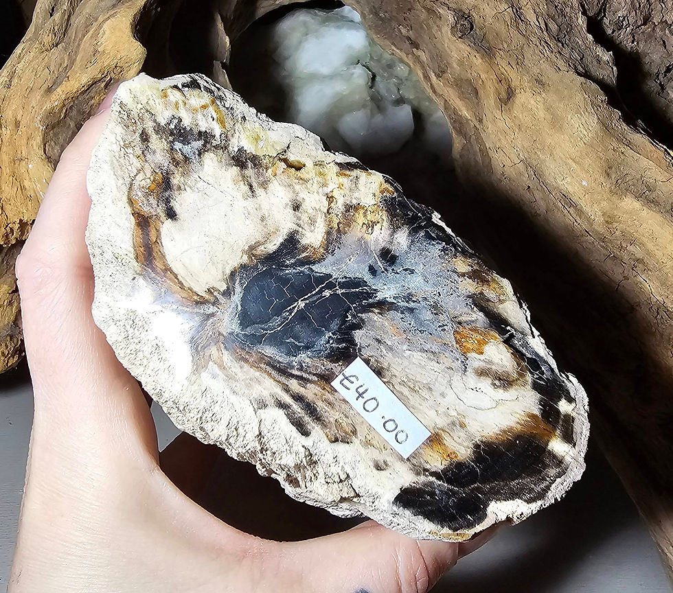indonesian fossil wood stump hand held top view