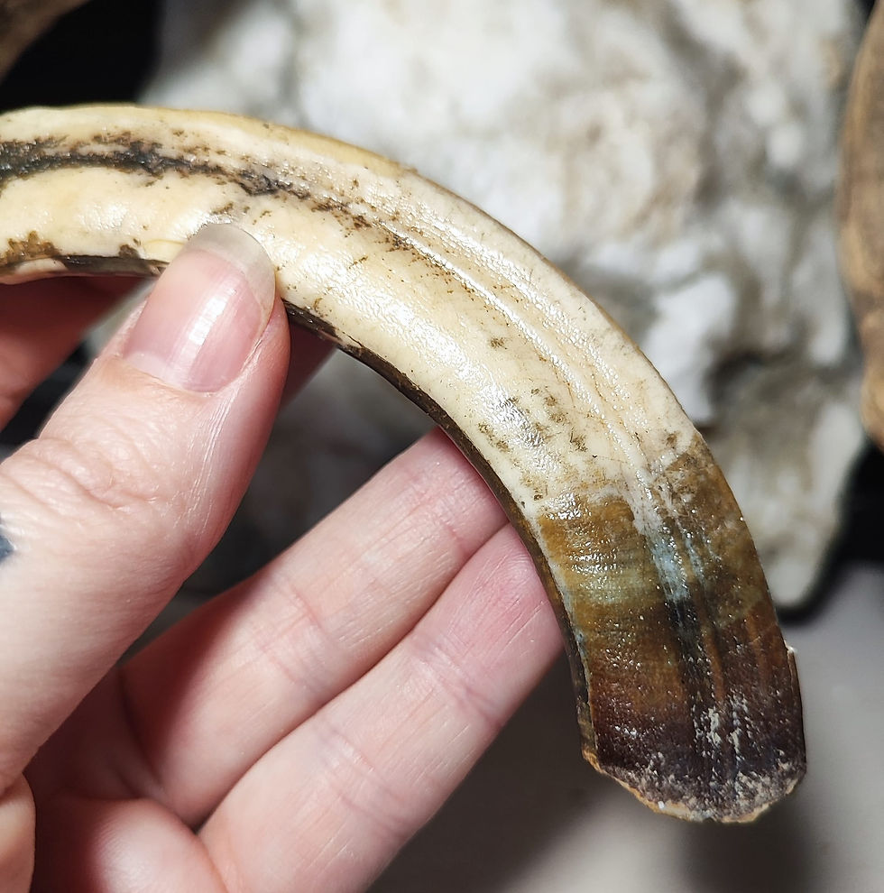 Thumbnail: hippo tusk hand held