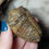 Thumbnail: flexicalymene trilobite hand held top view
