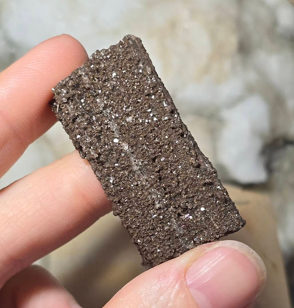 permineralized fossil wood hand held side view
