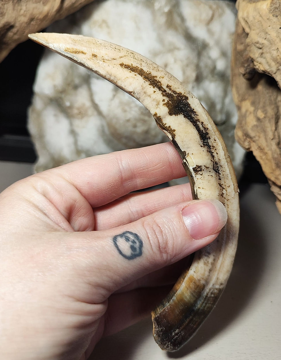Thumbnail: hippo tusk hand held