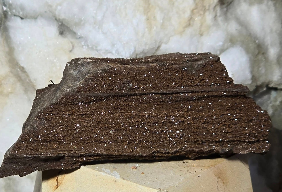 permineralized fossil wood side view