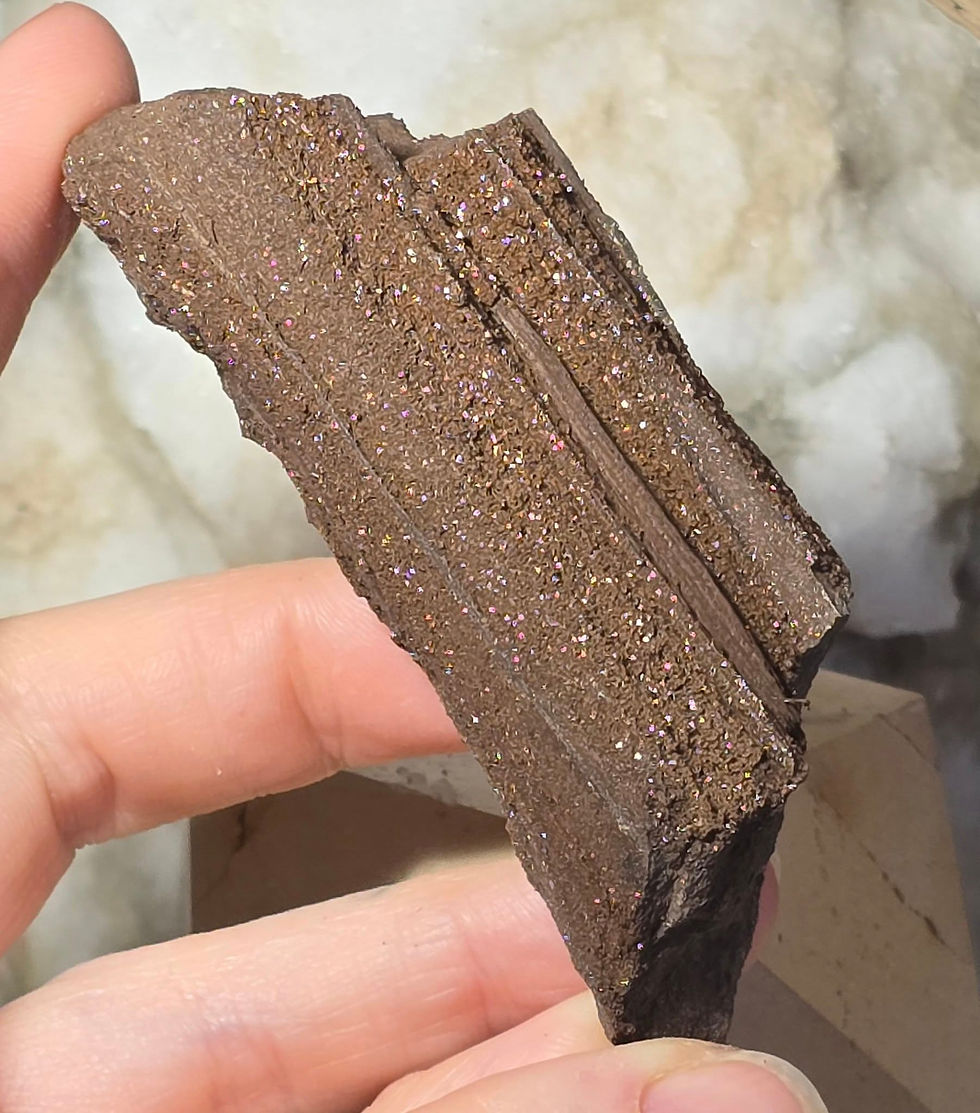 permineralized fossil wood hand held side view