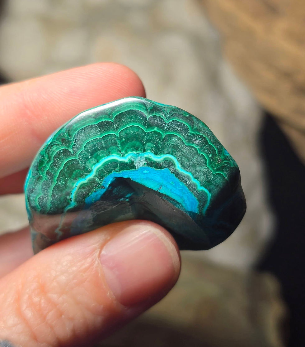 Thumbnail: malacholla hand held side view