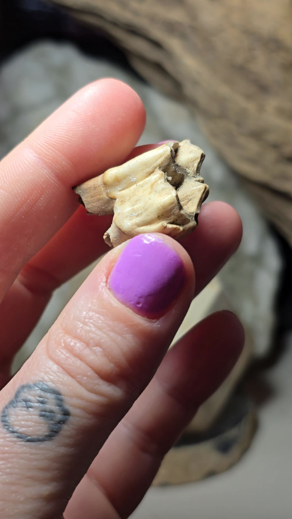 Thumbnail: red deer tooth hand held video